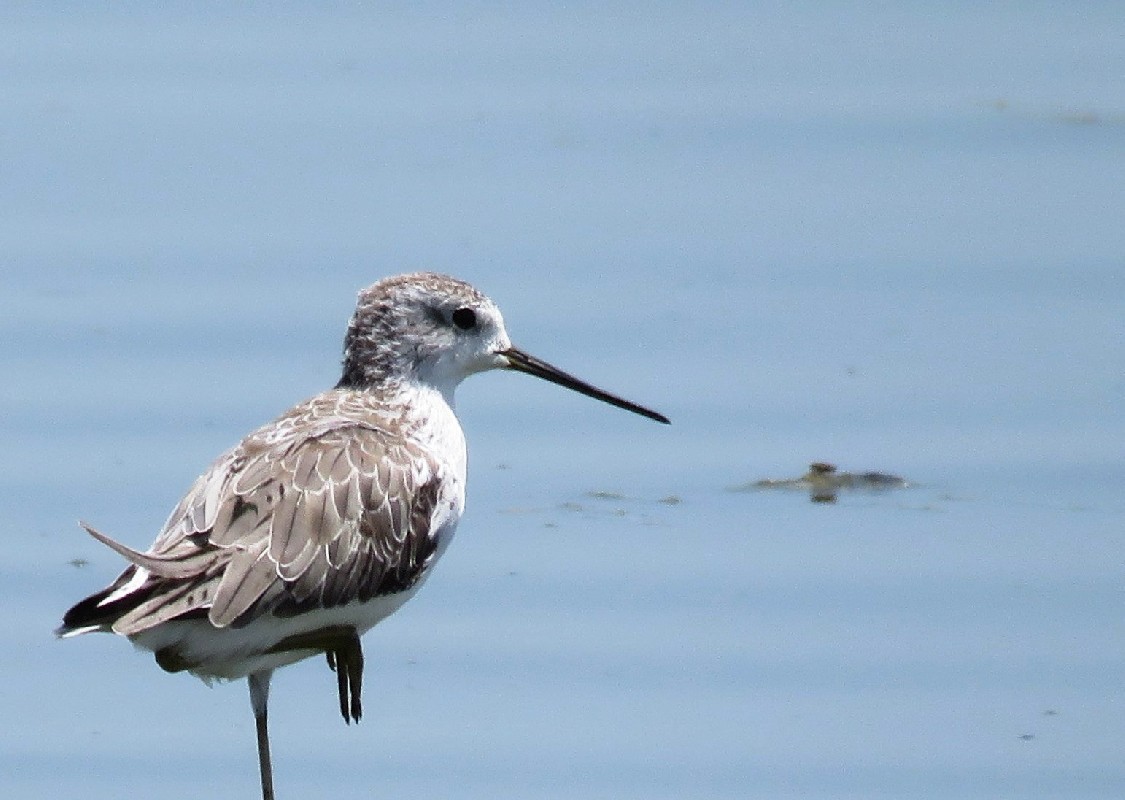 Marsh Sandpiper resting