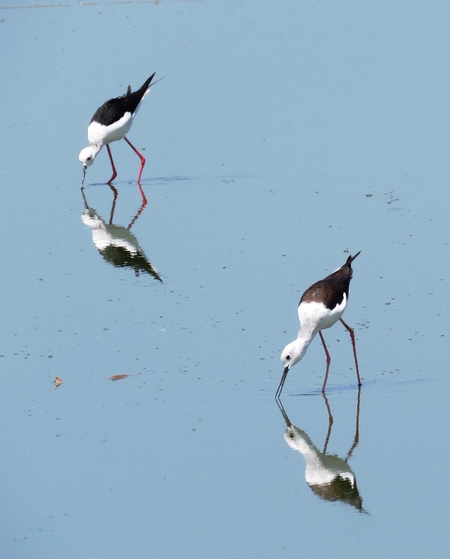 Black-winged Stilts, adults foraging 