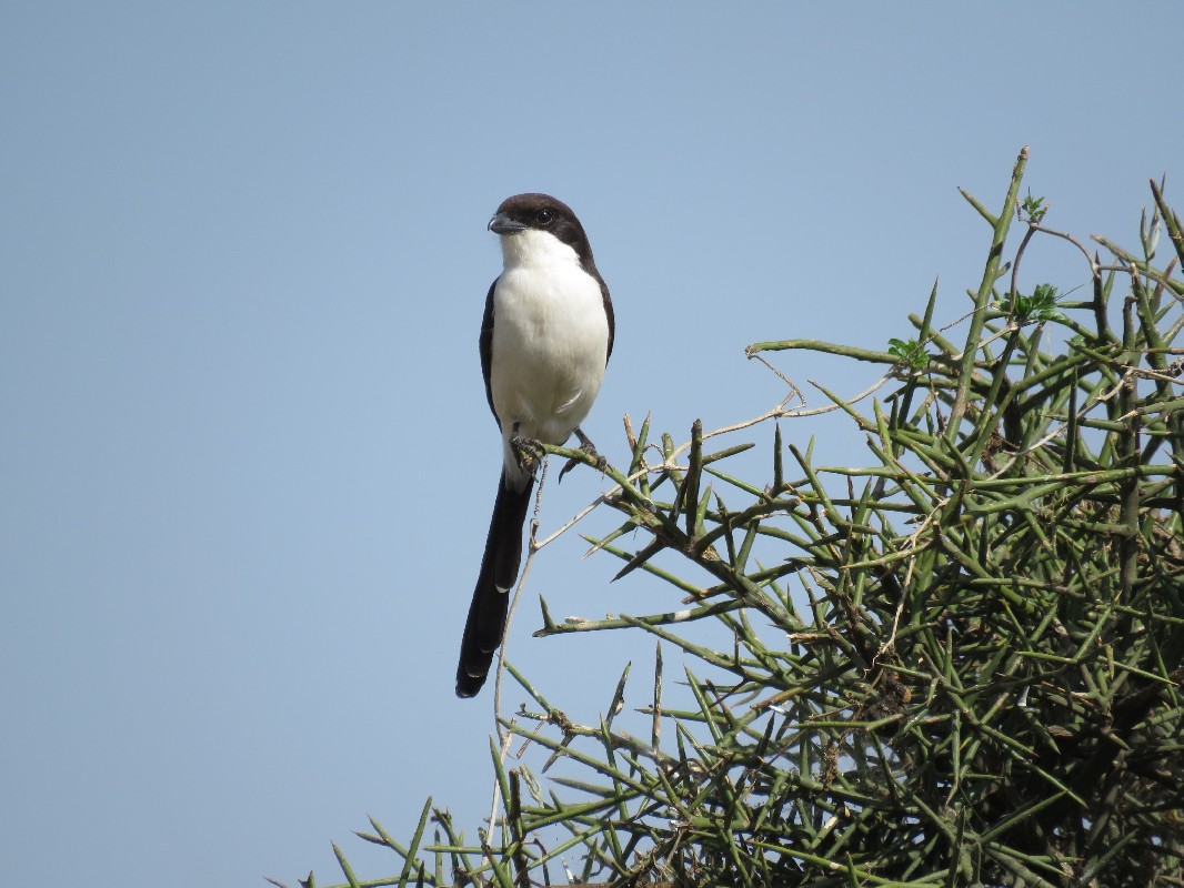 Long-tailed Fiscal, perched in ambush
