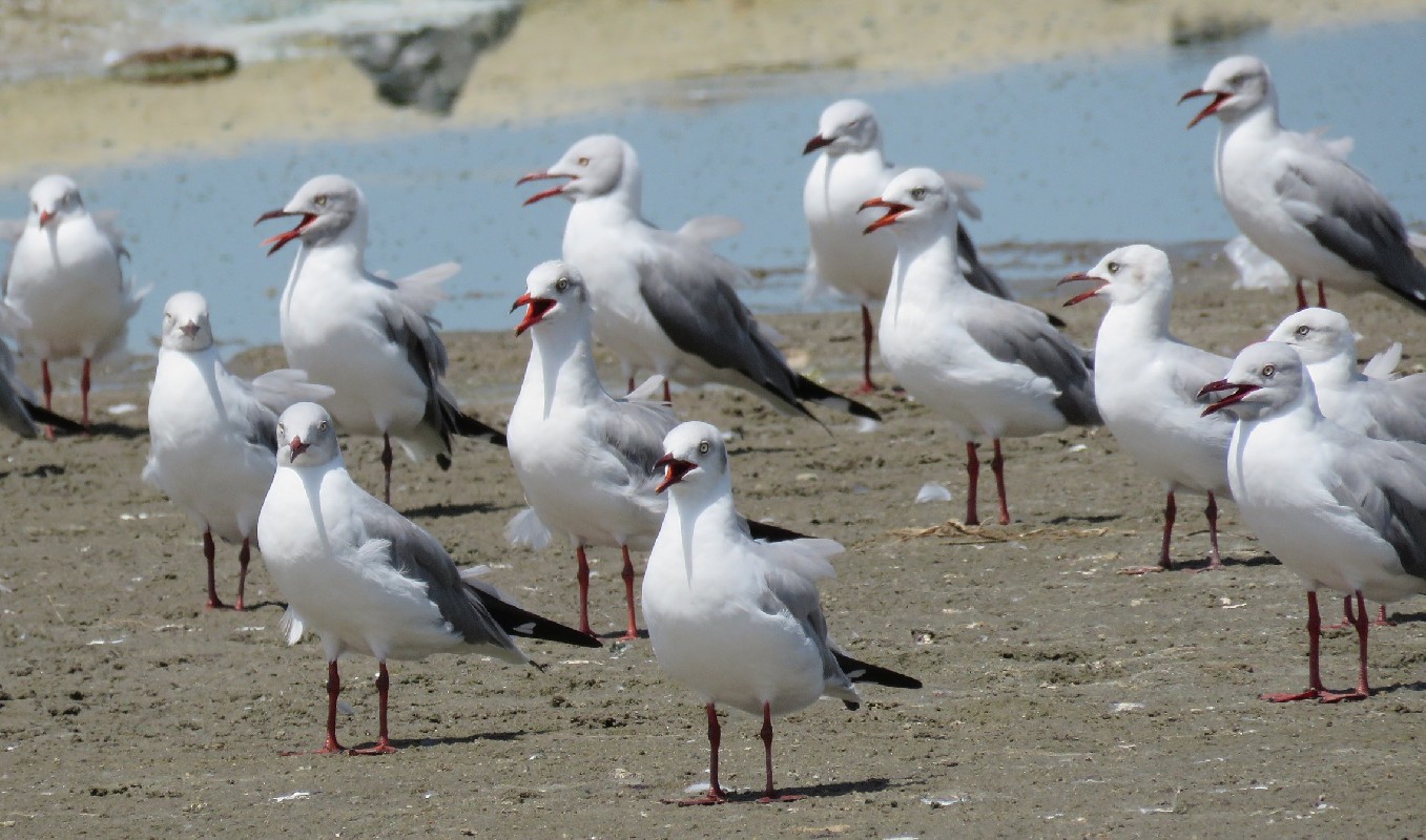 chorus