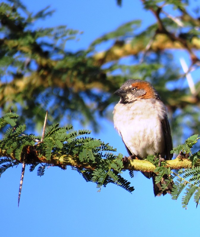 Adult perched