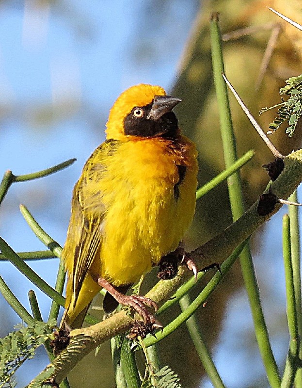 Adult male in branches of Acacia tree