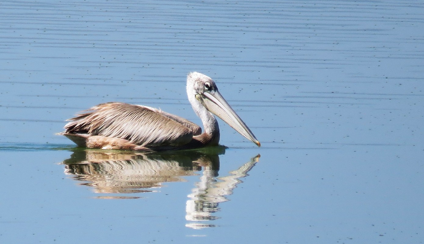 on soda lake