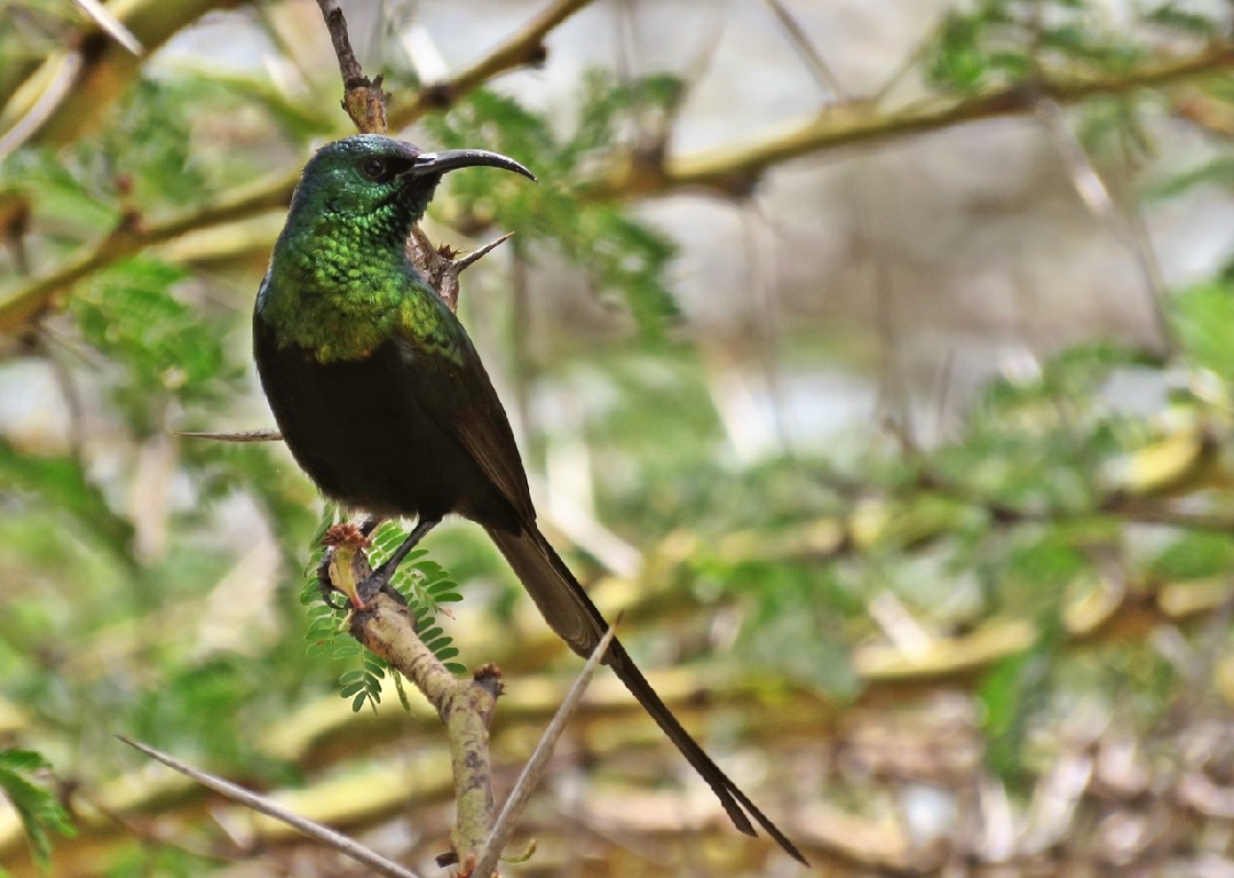 Bronzy sunbird, adult male 