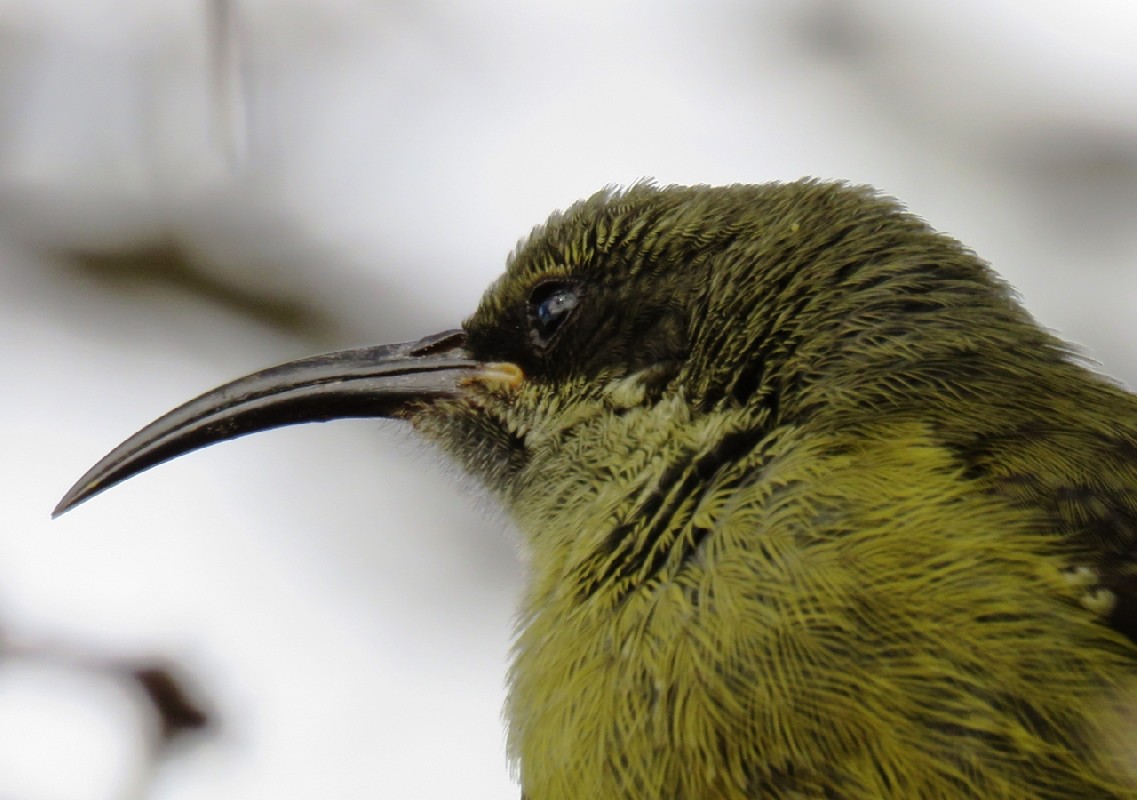 Bronzy sunbird, female