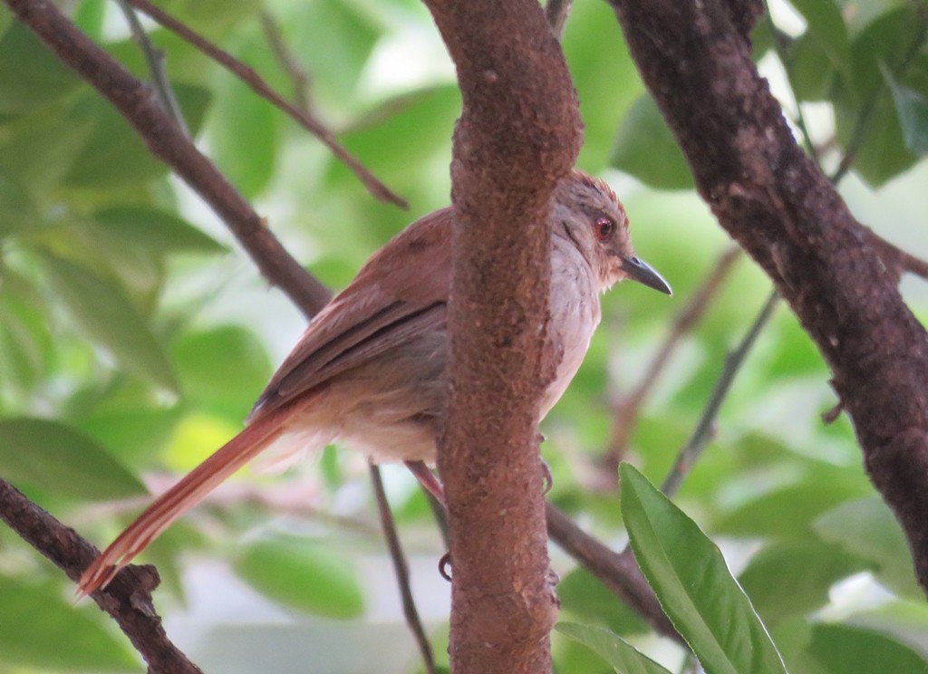 Rufous-tailed Palm-thrush 