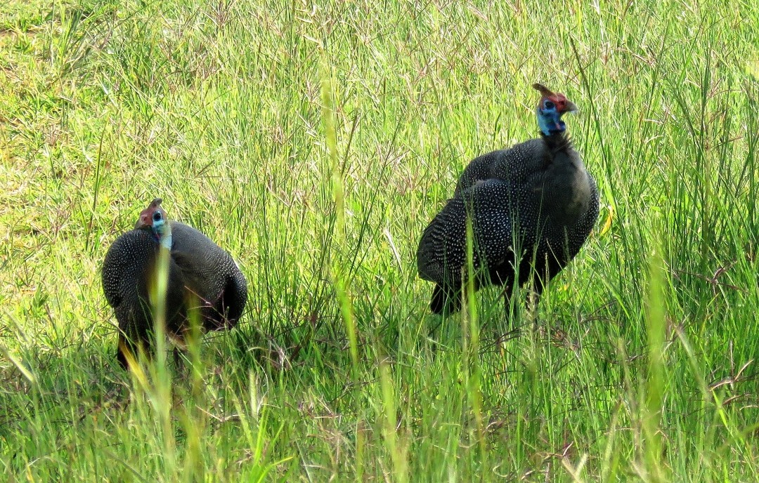 foraging