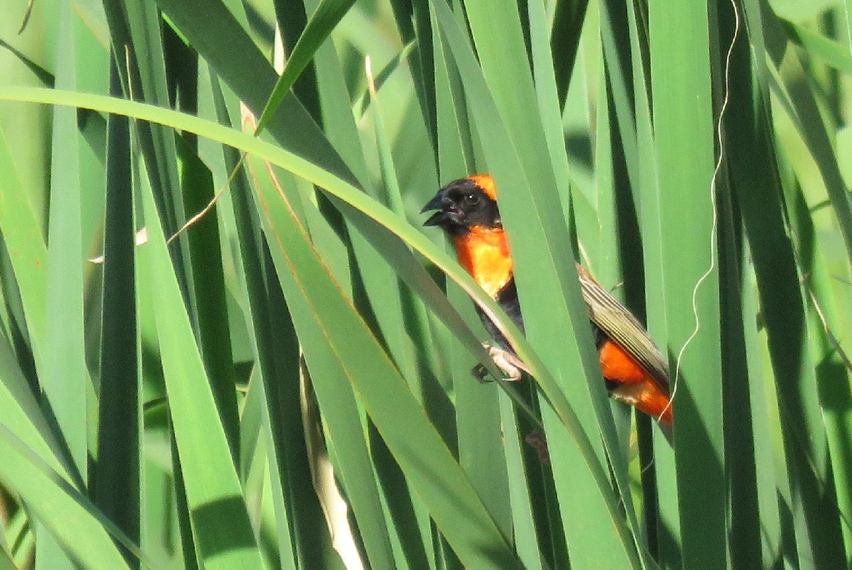 Around the nest