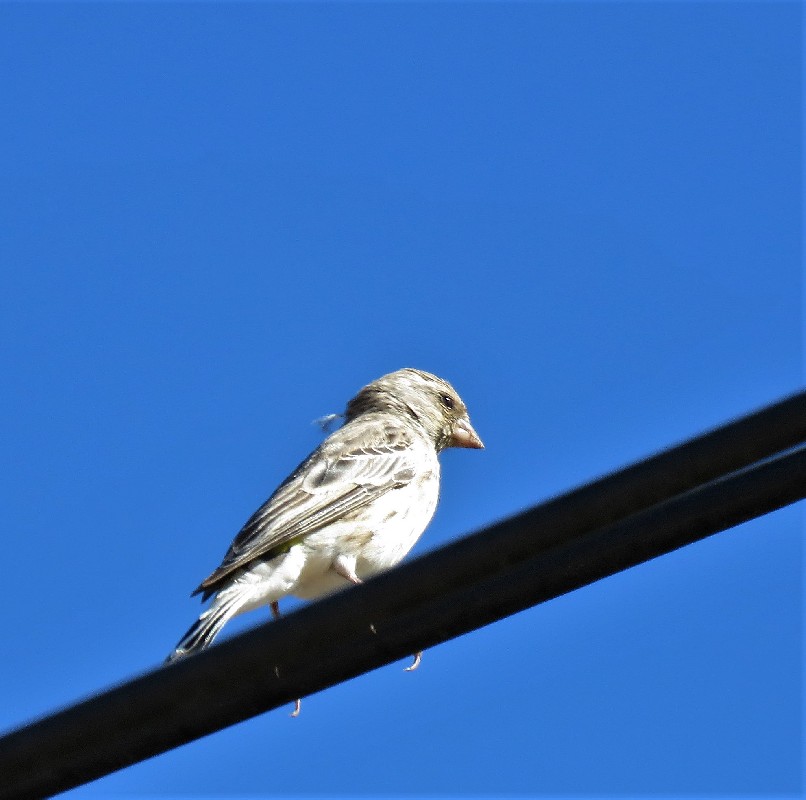 Morning perch