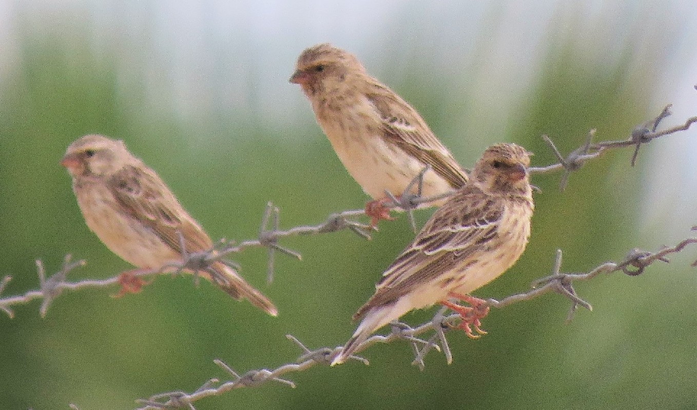 three females at sunset