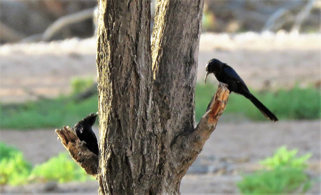 during the evening feeding frenzy