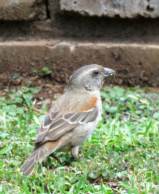 female foraging
