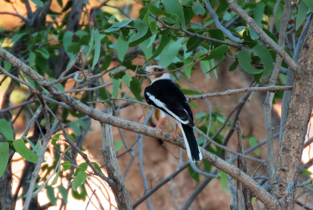 during the evening feeding frenzy