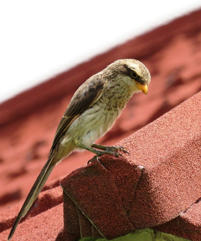 On the roof