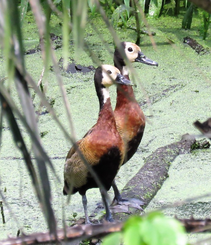 Roosting site