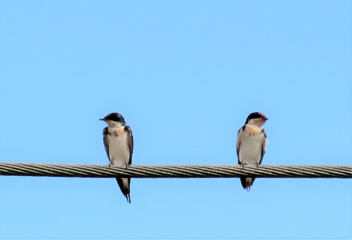 On a wire, urban environment