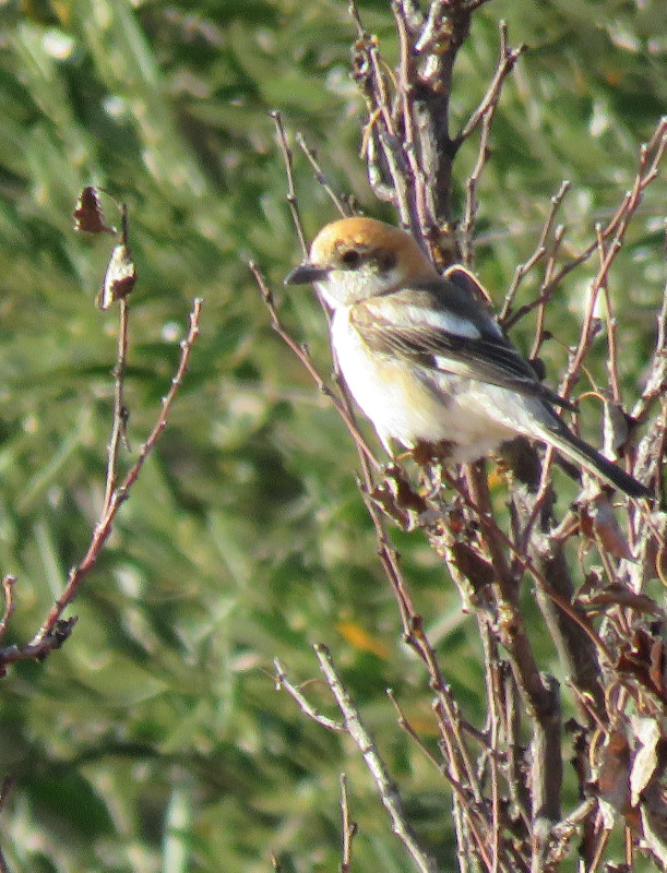 quietly observing