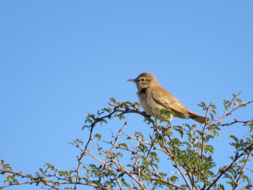 perched