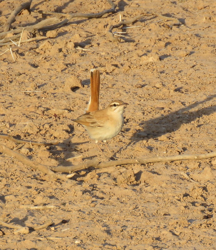 cocking the tail