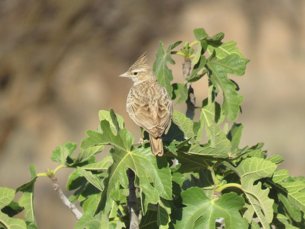 quietly observing