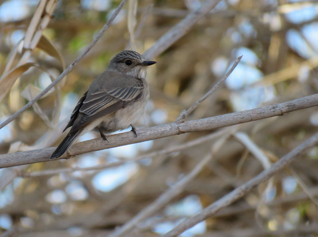 perched