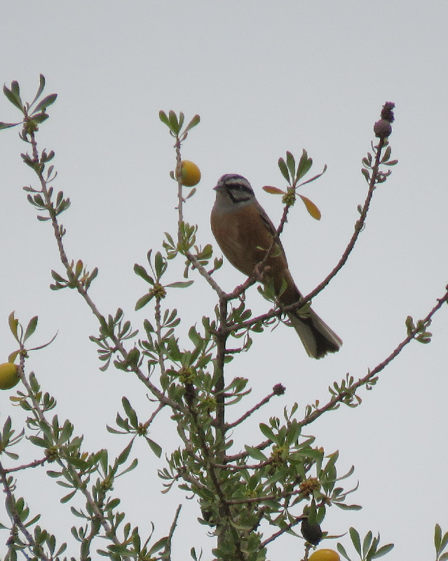 perched