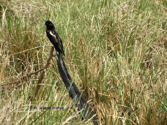 Long-tailed Widowbird