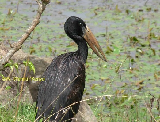 African Openbill Stork