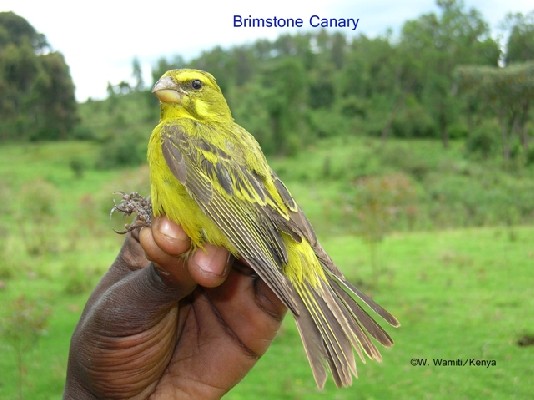 Brimstone Canary