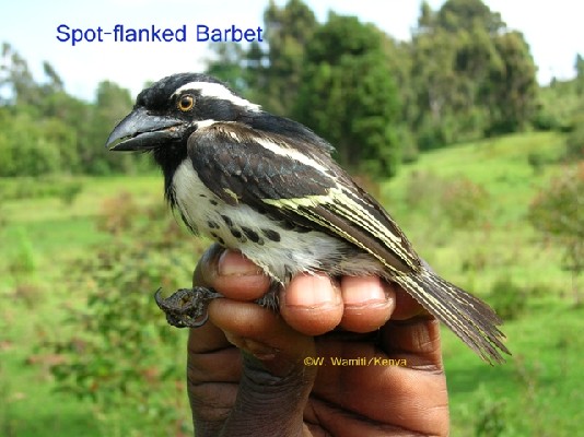 Spot-flanked Barbet