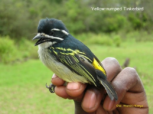 Yellow-rumped Tinkerbird