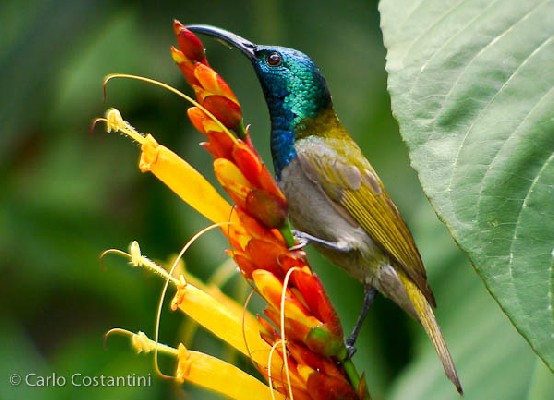 Green-headed Sunbird