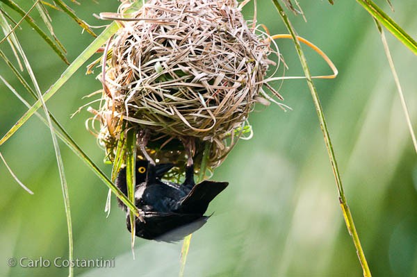 Vieillot's Black Weaver