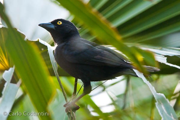 Vieillot's Black Weaver
