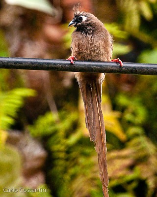Speckled Mousebird