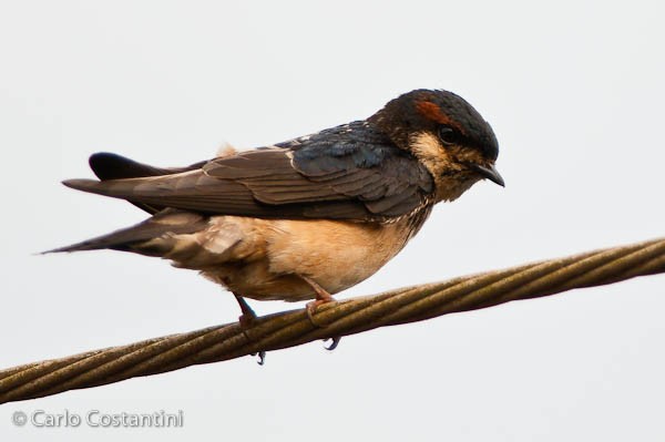 Preuss's Cliff-Swallow