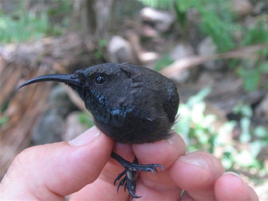 Seychelles Sunbird in the hand