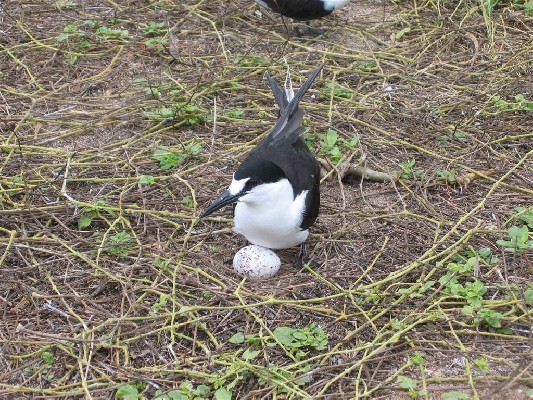 Sooty Tern