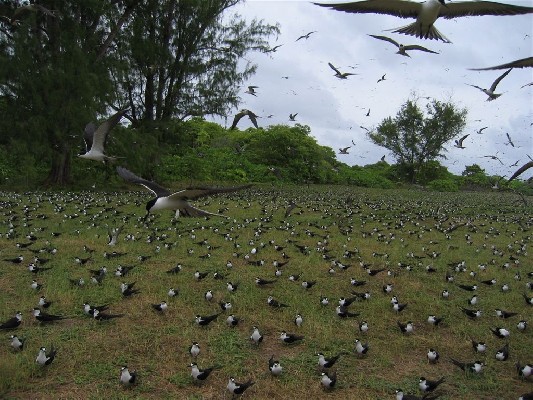 Sooty tern colony