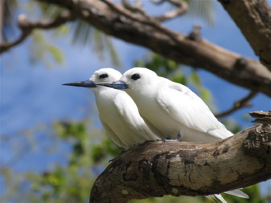 Two Fairy Terns