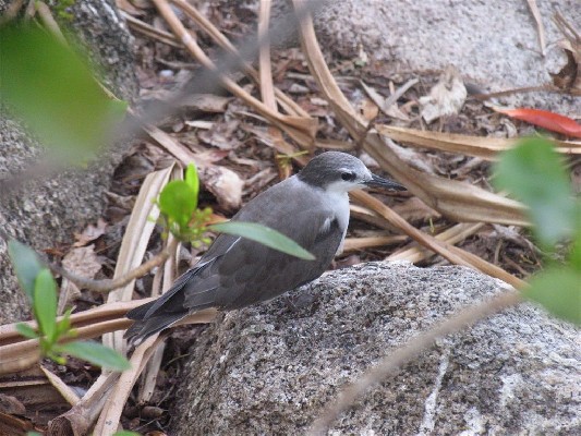 Bridled Tern