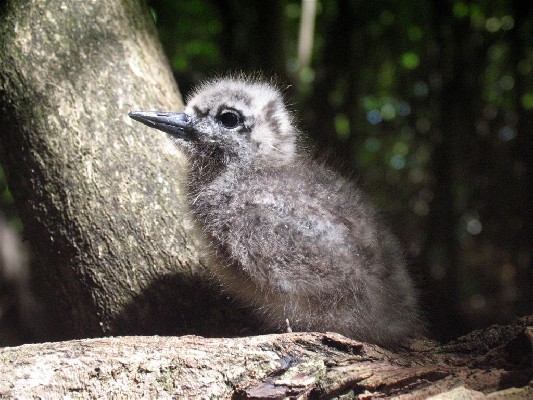 Fairy tern chick