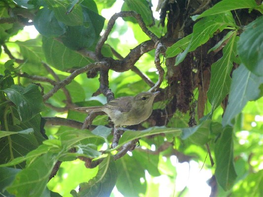 Seychelles warbler