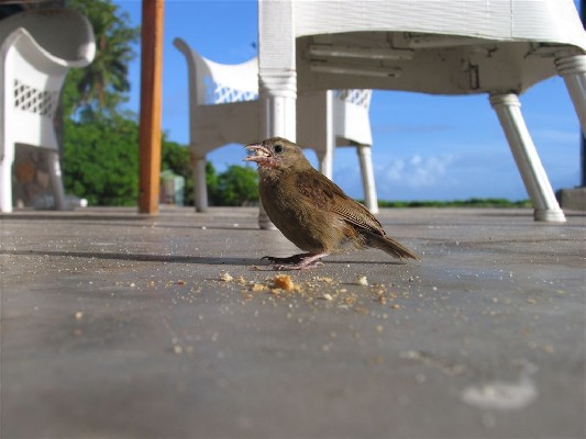 Seychelles fody