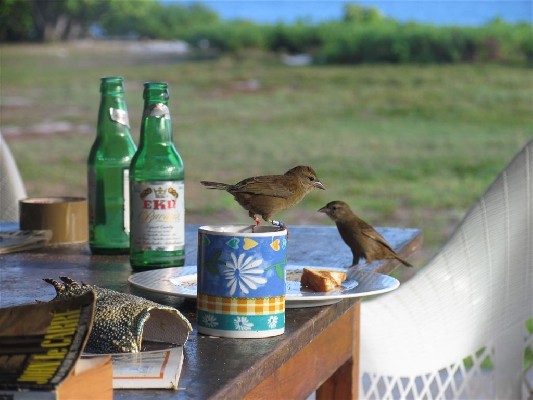 Seychelles fodies stealing food