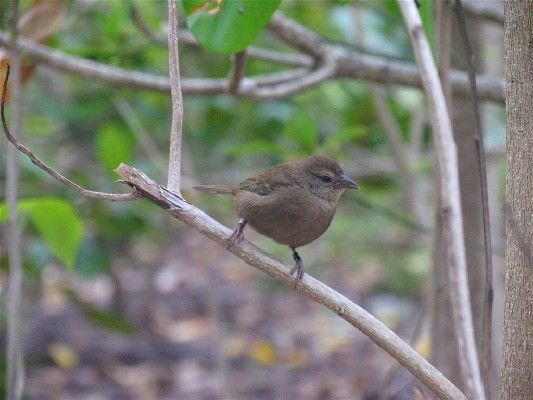 Seychelles Fody female