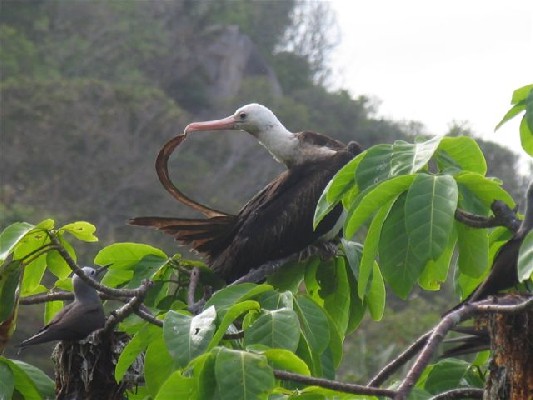 Greater Frigatebird
