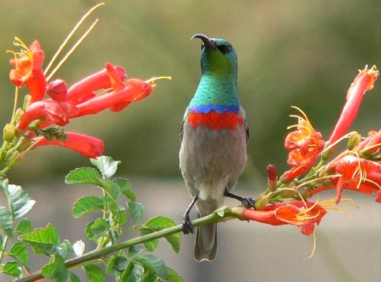 Southern Double-collared Sunbird