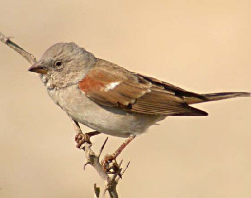Southern Grey-headed Sparrow