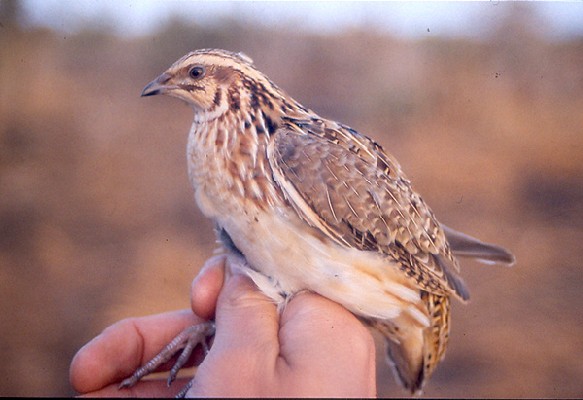 Common Quail - in the hand